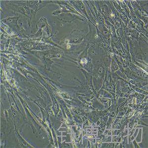 2BS（人胚肺二倍体细胞）YB-71827HC