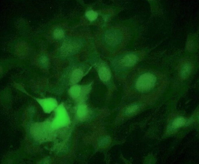 小鼠甲状腺上皮细胞,Mouse thyroid epithelial cells