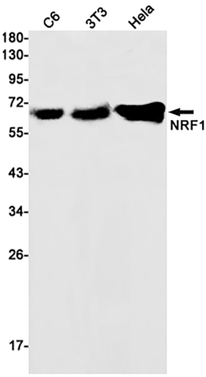 NRF1 (8F9)兔单抗,NRF1 (8F9) Rabbit Monoclonal Antibody