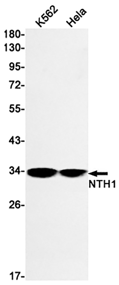 NTH1 (12T15)兔单抗,NTH1 (12T15) Rabbit Monoclonal Antibody