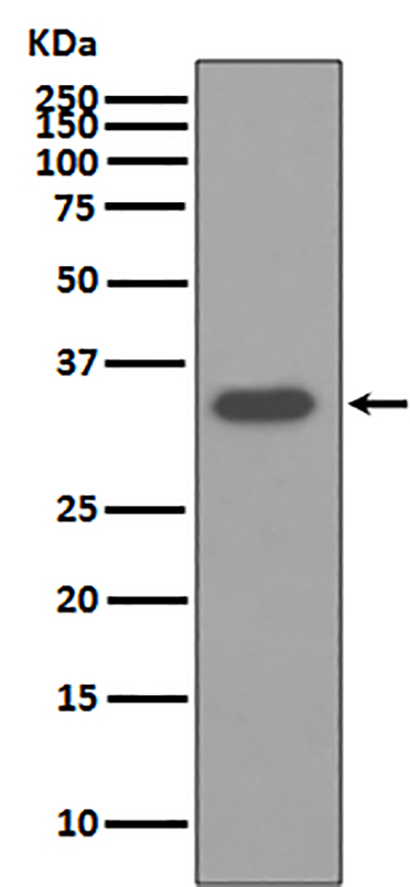 Osteopontin (10W13)兔单抗,Osteopontin (10W13) Rabbit Monoclonal Antibody