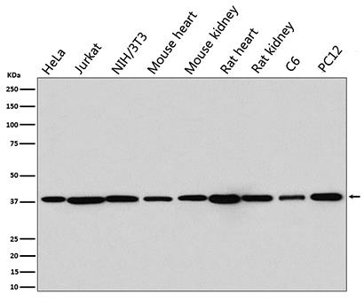 p38 MAPK (14D12)兔单抗,p38 MAPK (14D12) Rabbit Monoclonal Antibody