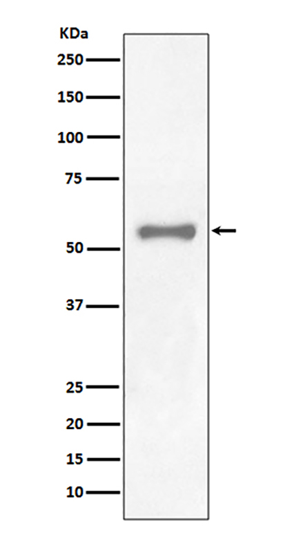 PAX7 (17K19)兔单抗,PAX7 (17K19) Rabbit Monoclonal Antibody