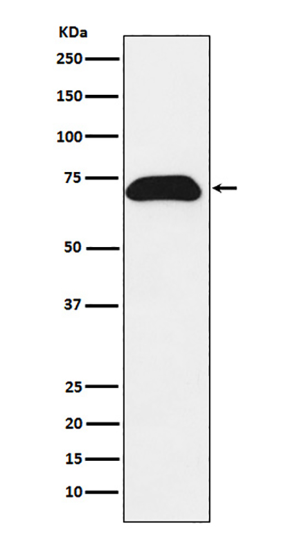 PDZK1 (10M11)兔单抗,PDZK1 (10M11) Rabbit Monoclonal Antibody