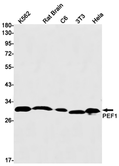 PEF1 (18D15)兔单抗,PEF1 (18D15) Rabbit Monoclonal Antibody
