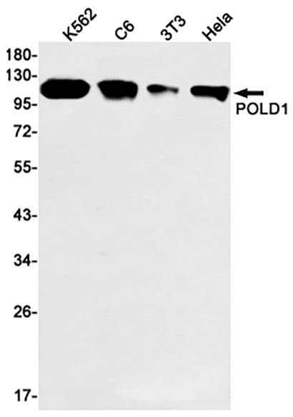 POLD1 (19G10)兔单抗,POLD1 (19G10) Rabbit Monoclonal Antibody