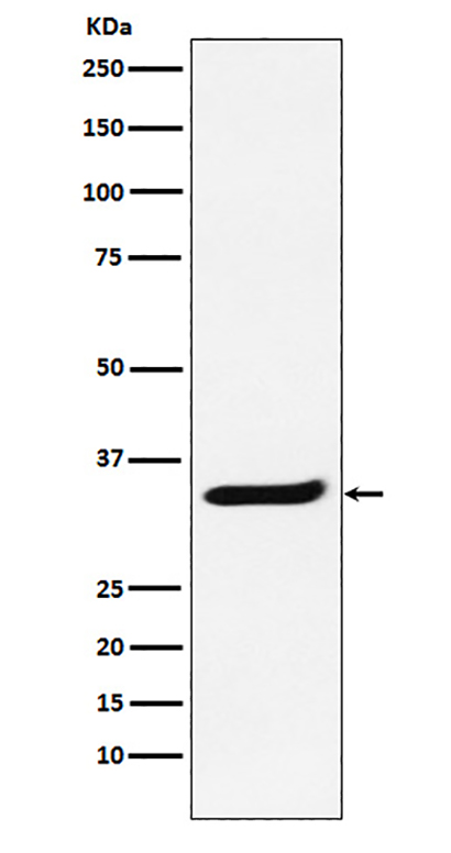 POLR2C (4Z10)兔单抗,POLR2C (4Z10) Rabbit Monoclonal Antibody