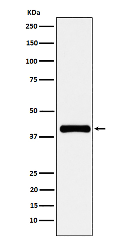 PON1 (19X7)兔单抗,PON1 (19X7) Rabbit Monoclonal Antibody