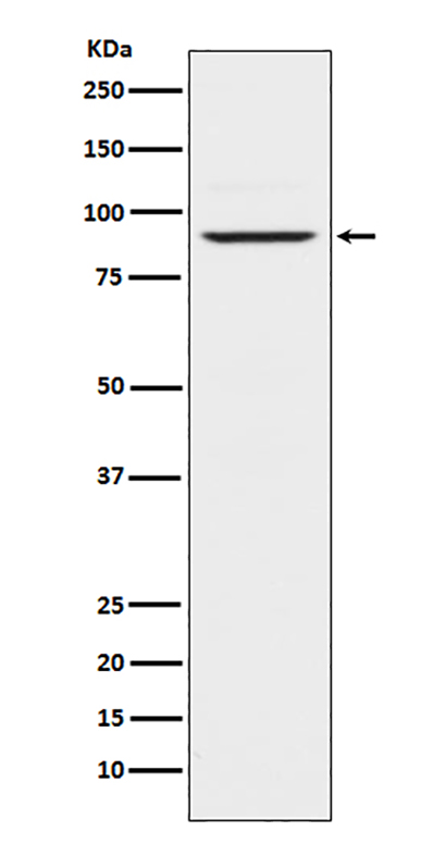 Prolactin Receptor (2K9)兔单抗,Prolactin Receptor (2K9) Rabbit Monoclonal Antibody
