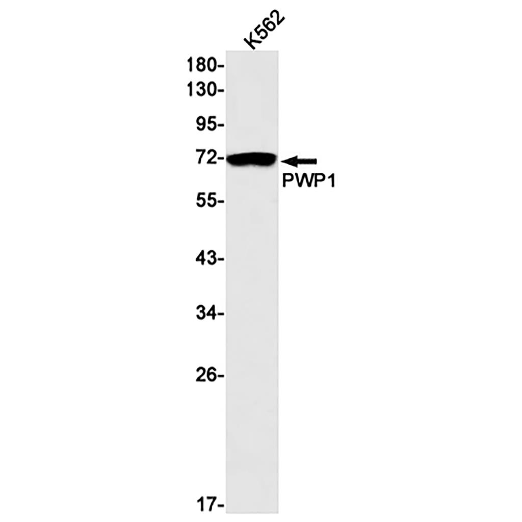 PWP1 (16C6)兔单抗,PWP1 (16C6) Rabbit Monoclonal Antibody