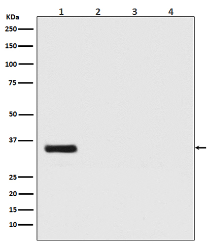 Renilla Luciferase (18F5)兔单抗,Renilla Luciferase (18F5) Rabbit Monoclonal Antibody