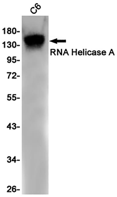 RNA Helicase A (4L3)兔单抗,RNA Helicase A (4L3) Rabbit Monoclonal Antibody