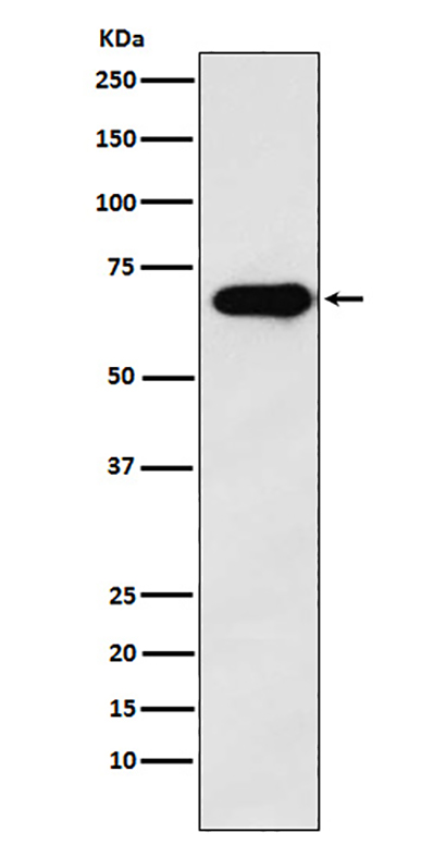 SAM68 (1C18)兔单抗,SAM68 (1C18) Rabbit Monoclonal Antibody