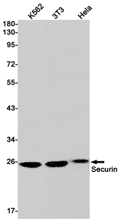 Securin (6K10)兔单抗,Securin (6K10) Rabbit Monoclonal Antibody