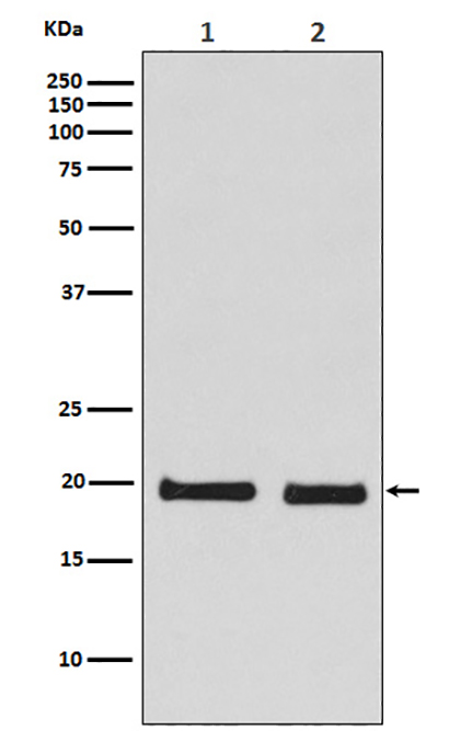 Skp1 (15O8)兔单抗,Skp1 (15O8) Rabbit Monoclonal Antibody