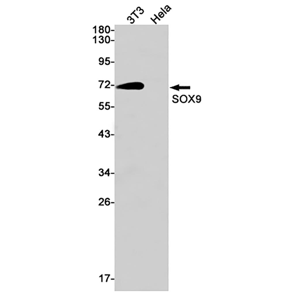 SOX9 (17B14)兔单抗,SOX9 (17B14) Rabbit Monoclonal Antibody