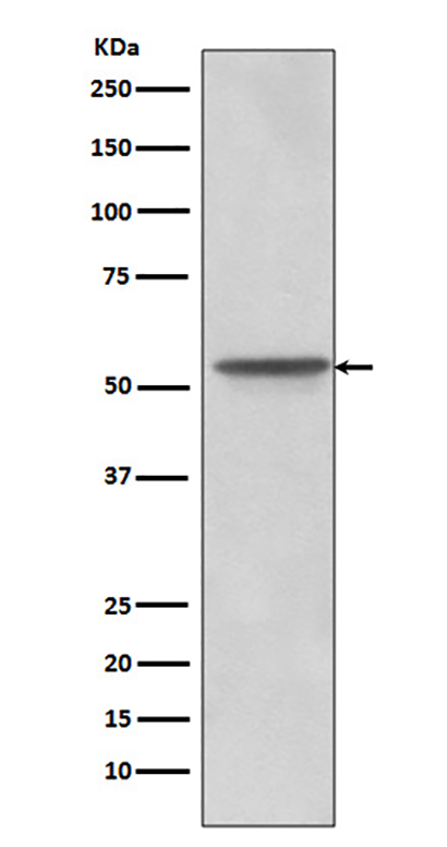Src  (12F19)兔单抗,Src  (12F19) Rabbit Monoclonal Antibody