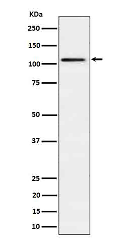Ube1L / UBA7 (12C8)兔单抗,Ube1L / UBA7 (12C8) Rabbit Monoclonal Antibody