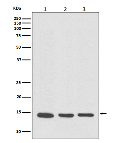 VAMP8 (8R11)兔单抗,VAMP8 (8R11) Rabbit Monoclonal Antibody