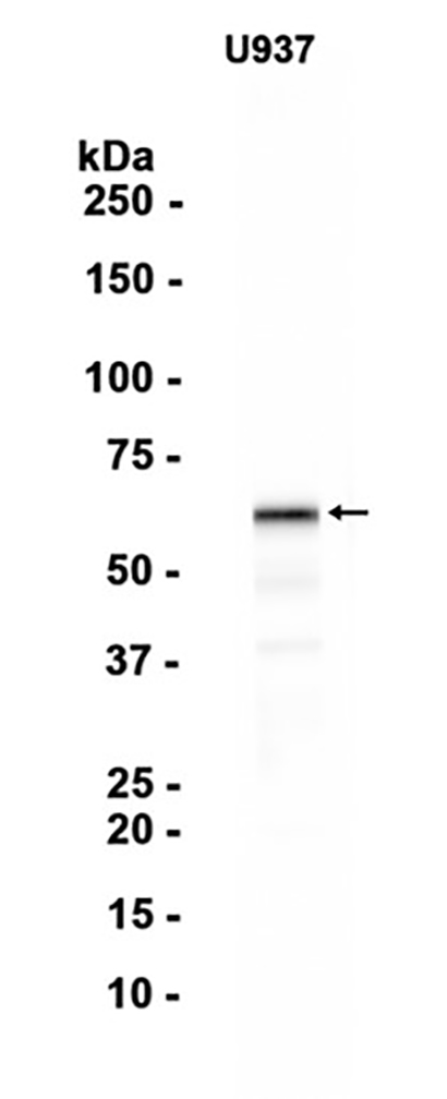 WASP (3Z3)兔单抗,WASP (3Z3) Rabbit Monoclonal Antibody