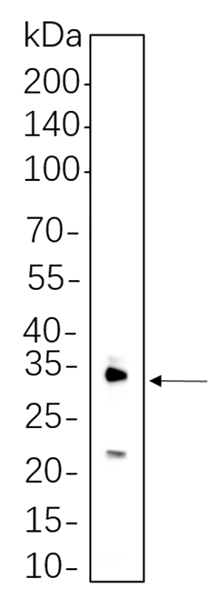 IL-1 β兔单抗,IL-1 β Rabbit Monoclonal antibody