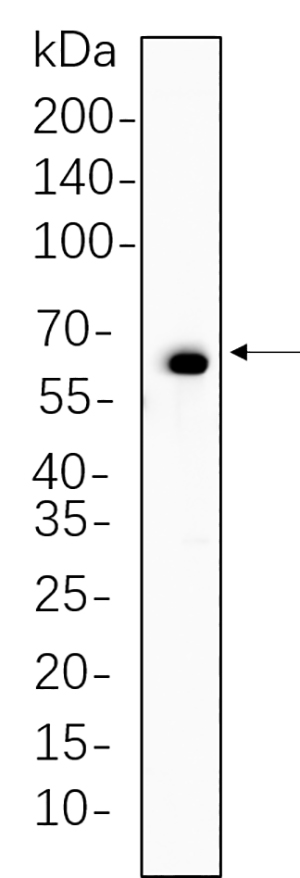 Paxillin (Phospho Tyr118)兔单抗,Paxillin (Phospho Tyr118) Rabbit Monoclonal antibody