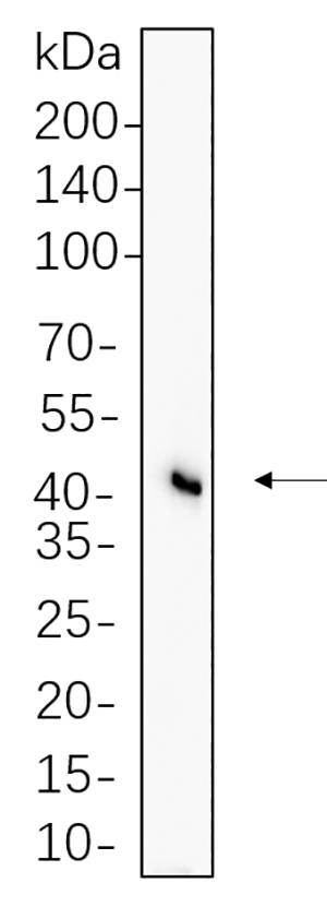 Flotillin-1兔单抗,Flotillin-1 Rabbit Monoclonal antibody