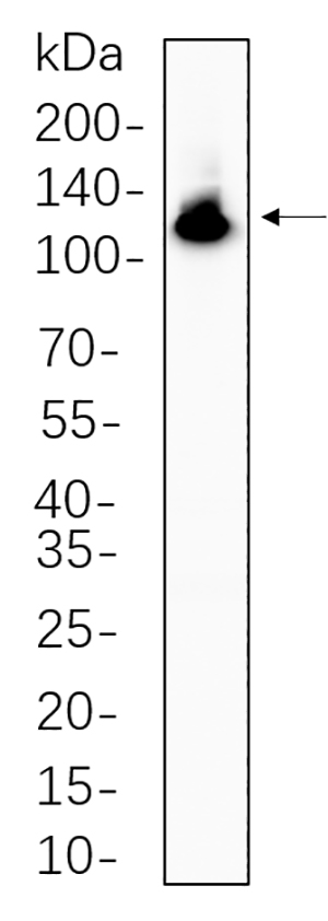 NFkB-p100兔单抗,NFkB-p100 Rabbit Monoclonal antibody