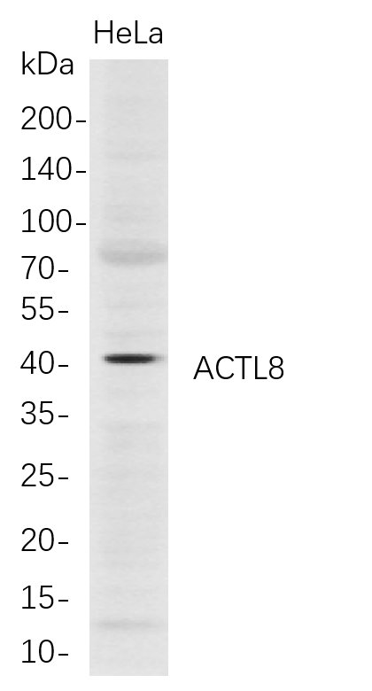 ACTL8兔单抗,ACTL8 Rabbit Monoclonal antibody