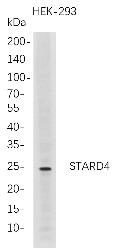 STARD4兔单抗,STARD4 Rabbit Monoclonal antibody