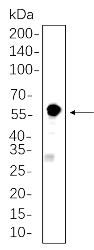 SESN2兔单抗,SESN2 Rabbit Monoclonal antibody