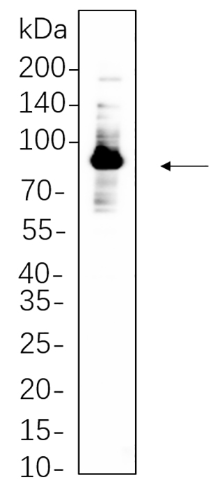 Glycogen Synthase兔单抗,Glycogen Synthase Rabbit Monoclonal antibody
