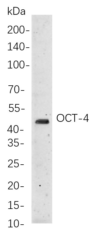 Oct-4兔单抗,Oct-4 Rabbit Monoclonal antibody