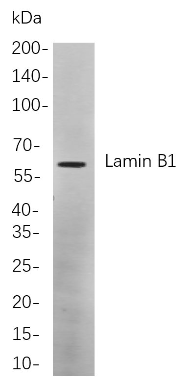 Lamin B1兔单抗,Lamin B1 Rabbit Monoclonal antibody