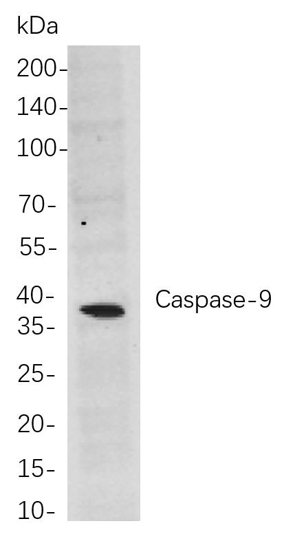 Caspase-9兔单抗,Caspase-9 Rabbit Monoclonal antibody