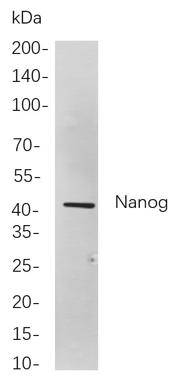 Nanog兔单抗,Nanog Rabbit Monoclonal antibody