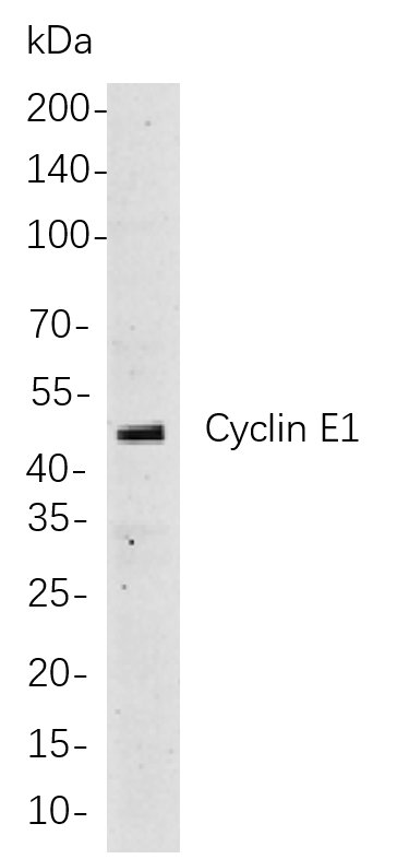 Cyclin E1兔单抗,Cyclin E1 Rabbit Monoclonal antibody