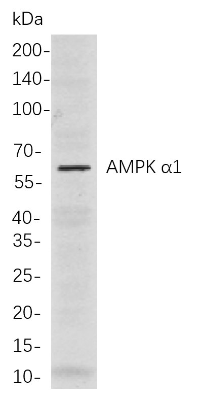 AMPK α1兔单抗,AMPK α1 Rabbit Monoclonal antibody