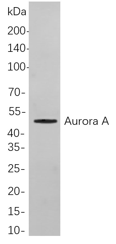 Aurora A兔单抗,Aurora A Rabbit Monoclonal antibody