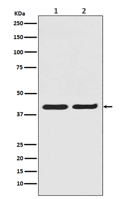 ERK2兔多抗,ERK2 Rabbit Polyclonal Antibody