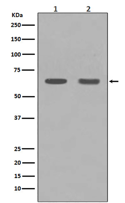 HDAC1兔多抗,HDAC1 Rabbit Polyclonal Antibody