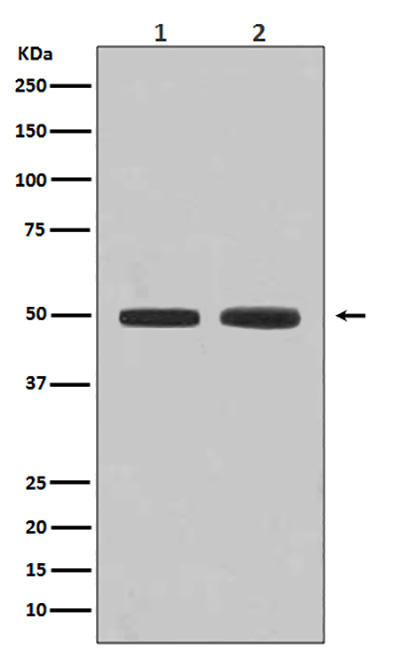 Flotillin 1兔多抗,Flotillin 1 Rabbit Polyclonal Antibody