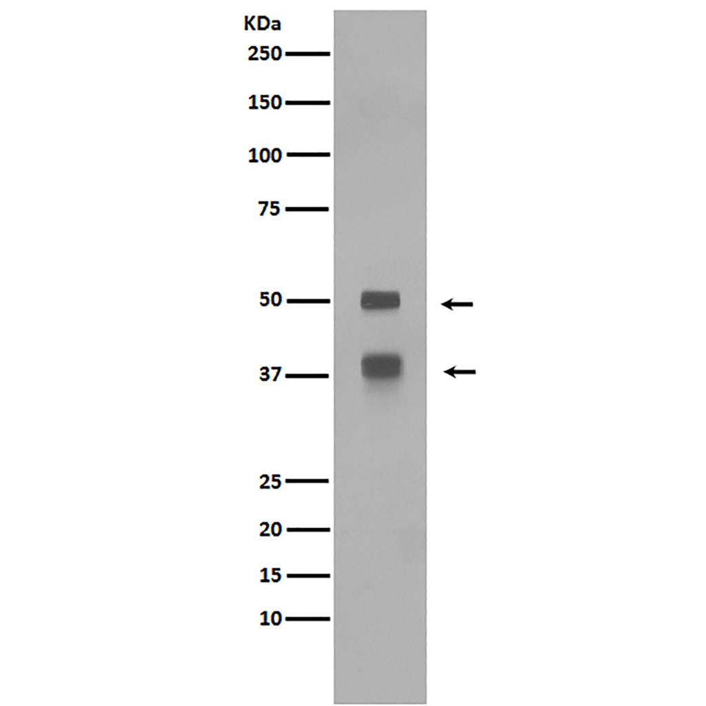 LEF1兔多抗,LEF1 Rabbit Polyclonal Antibody