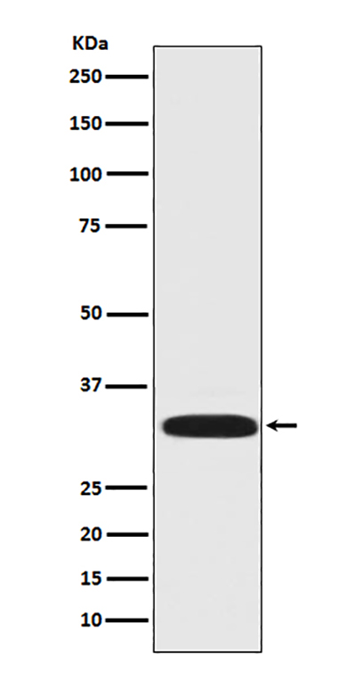 DARPP32兔多抗,DARPP32 Rabbit Polyclonal Antibody