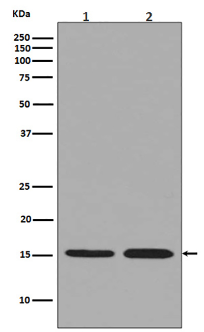Histone H3.3兔多抗,Histone H3.3 Rabbit Polyclonal Antibody