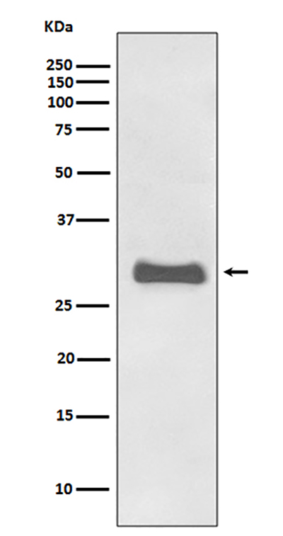 Prion Protein兔多抗,Prion Protein Rabbit Polyclonal Antibody