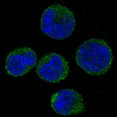 CDK6兔多抗,CDK6 Rabbit Polyclonal Antibody