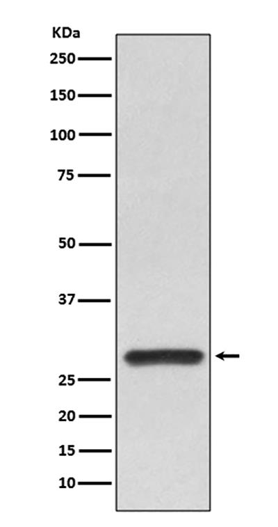 14-3-3 alpha/beta兔多抗,14-3-3 alpha/beta Rabbit Polyclonal Antibody