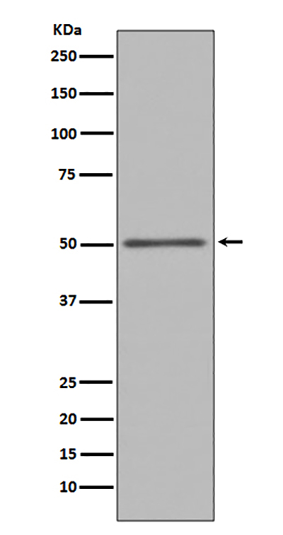 FOXA1兔多抗,FOXA1 Rabbit Polyclonal Antibody