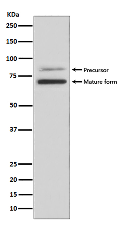 PCSK9兔多抗,PCSK9 Rabbit Polyclonal Antibody